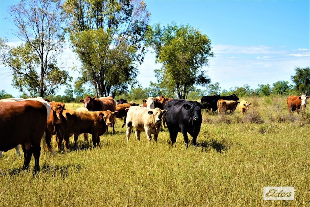 2828 Grosmont Road, Wandoan, QLD, 4419 - Image 7