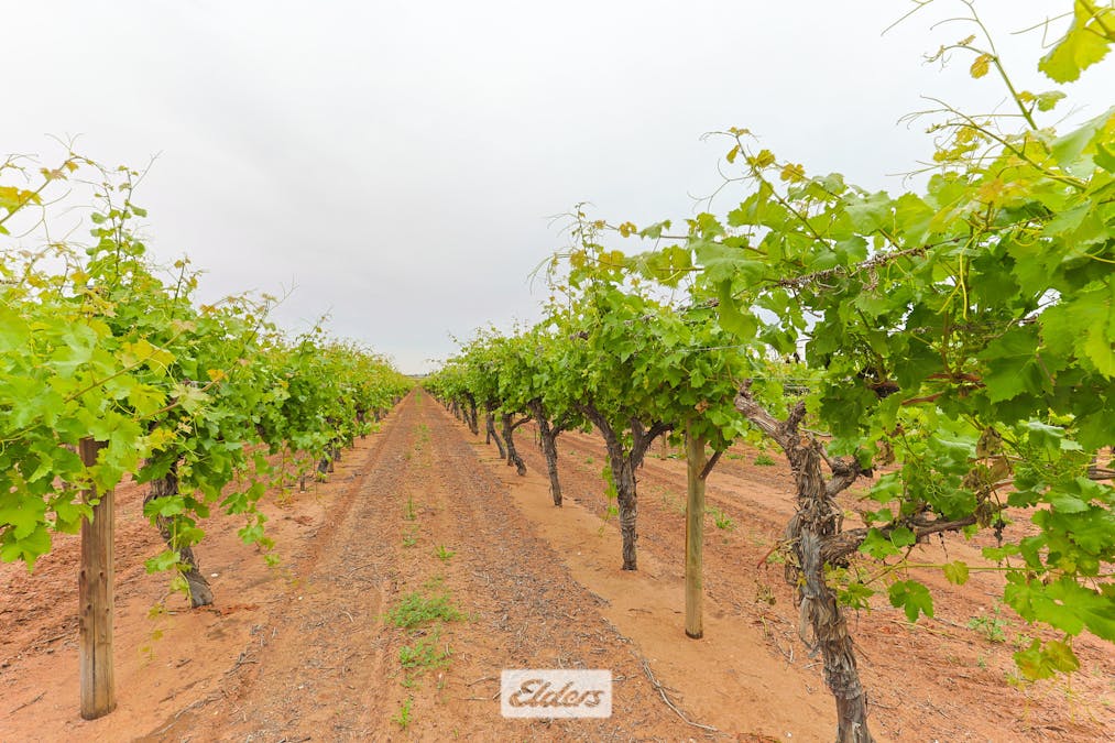5 Murray Avenue, Red Cliffs, VIC, 3496 - Image 4