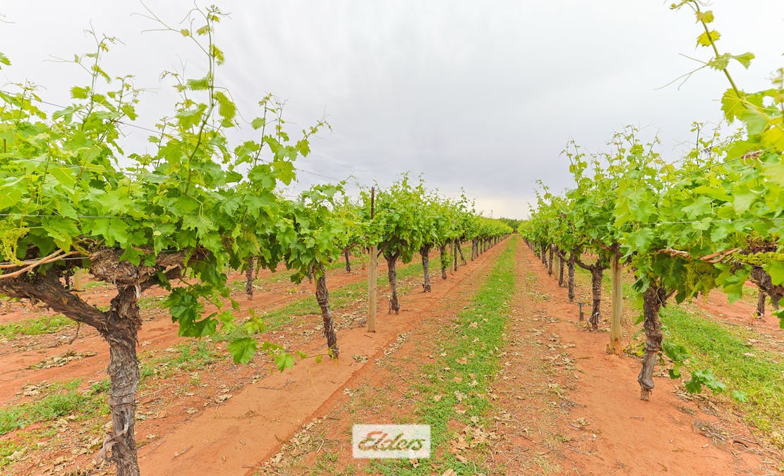 5 Murray Avenue, Red Cliffs, VIC, 3496 - Image 23