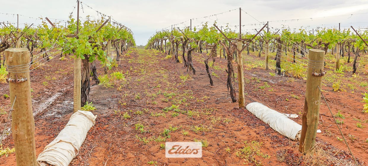 1011 Coorong Avenue, Red Cliffs, VIC, 3496 - Image 16