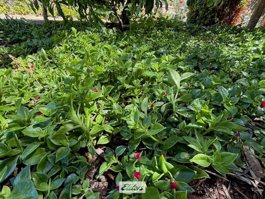 9-11 Tarcoola Street, Pooncarie, NSW, 2648 - Image 26