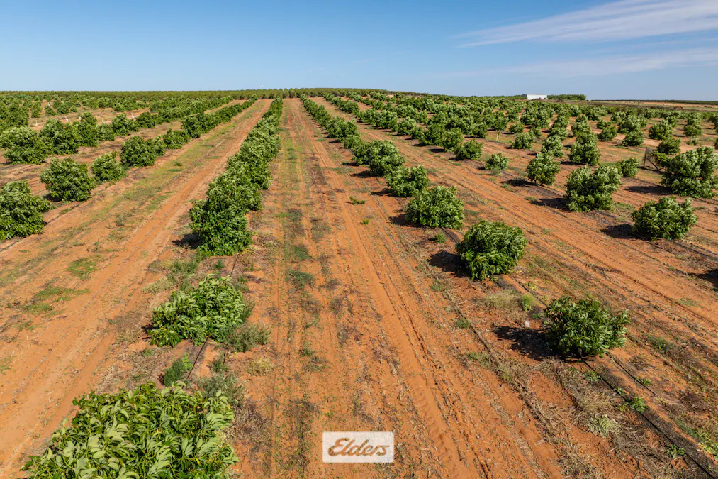 135 Red Hill Road, Pomona, NSW, 2648 - Image 30