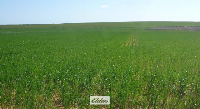 3076 Meridian Road — photo from Elders Real Estate Mildura/Wentworth/Robinvale