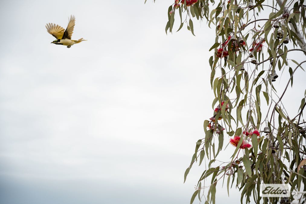 54 Mulgrave Road, Jindera, NSW, 2642 - Image 35