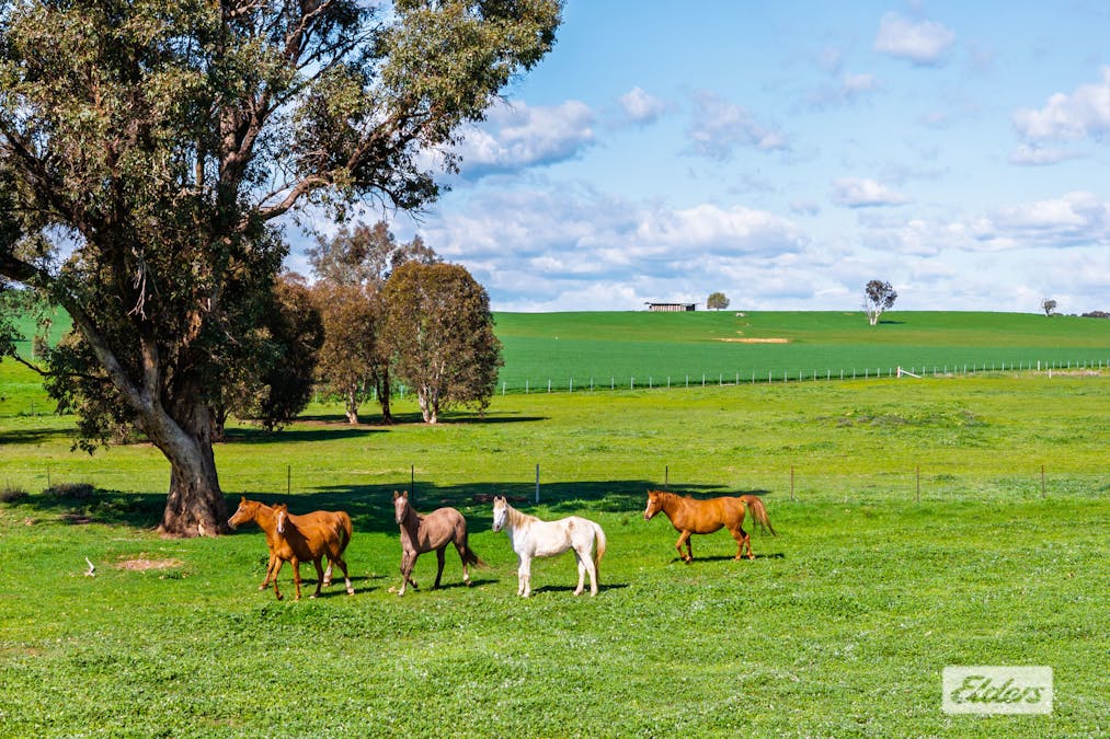 509 Cornishtown Road , Cornishtown, VIC, 3683 - Image 23