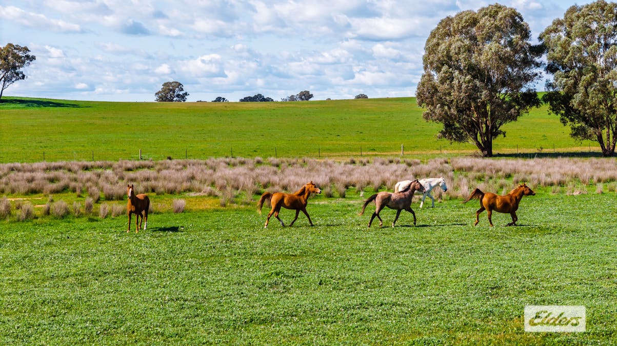 509 Cornishtown Road , Cornishtown, VIC, 3683 - Image 26