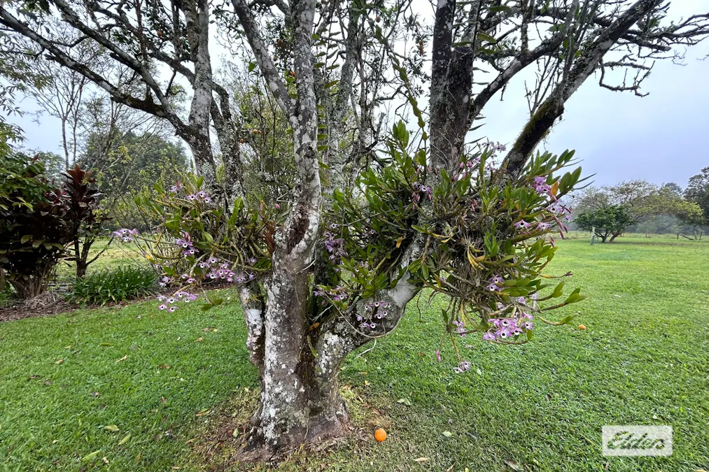 14 Croft Road, Malanda, QLD, 4885 - Image 21