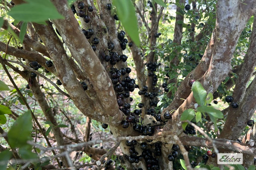 23 Melba Close, Peeramon, QLD, 4885 - Image 25