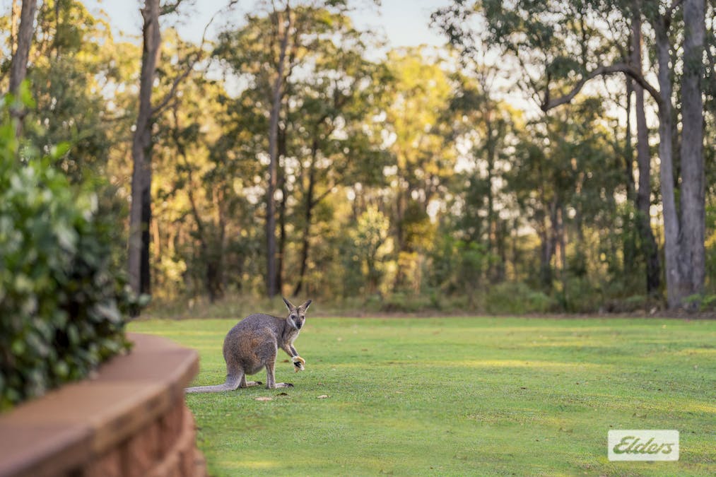 61  Plateau Drive, Springwood, QLD, 4127 - Image 5