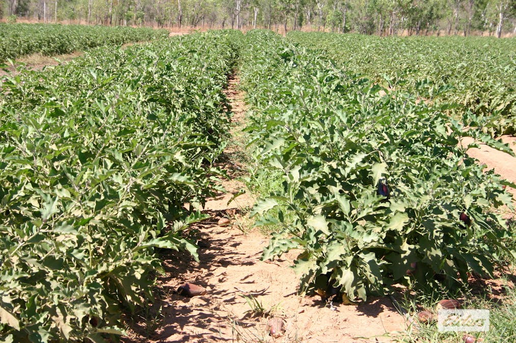 2150 Edith Farms Road, Katherine, NT, 0850 - Image 11