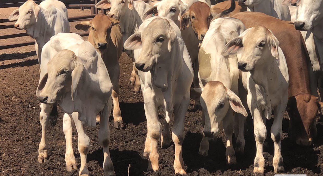 Katherine, NT, 0850 - Image 2