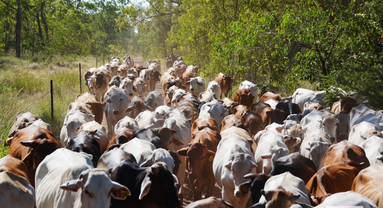 Katherine, NT, 0850 - Image 11