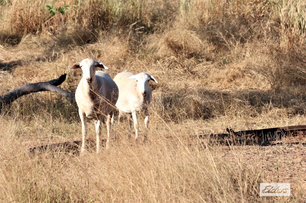 965 Strickland Road, Adelaide River, NT, 0846 - Image 25