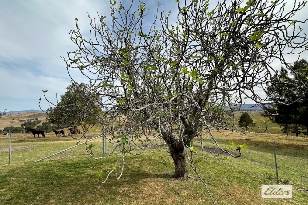 1637 Buckajo Road, Buckajo, NSW, 2550 - Image 6