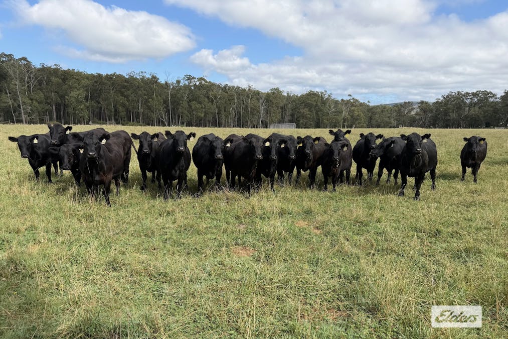 1143 Hedley Range Road, Binginwarri, VIC, 3966 - Image 11