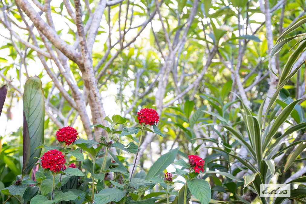 3 Mitchell Street, Uki, NSW, 2484 - Image 15