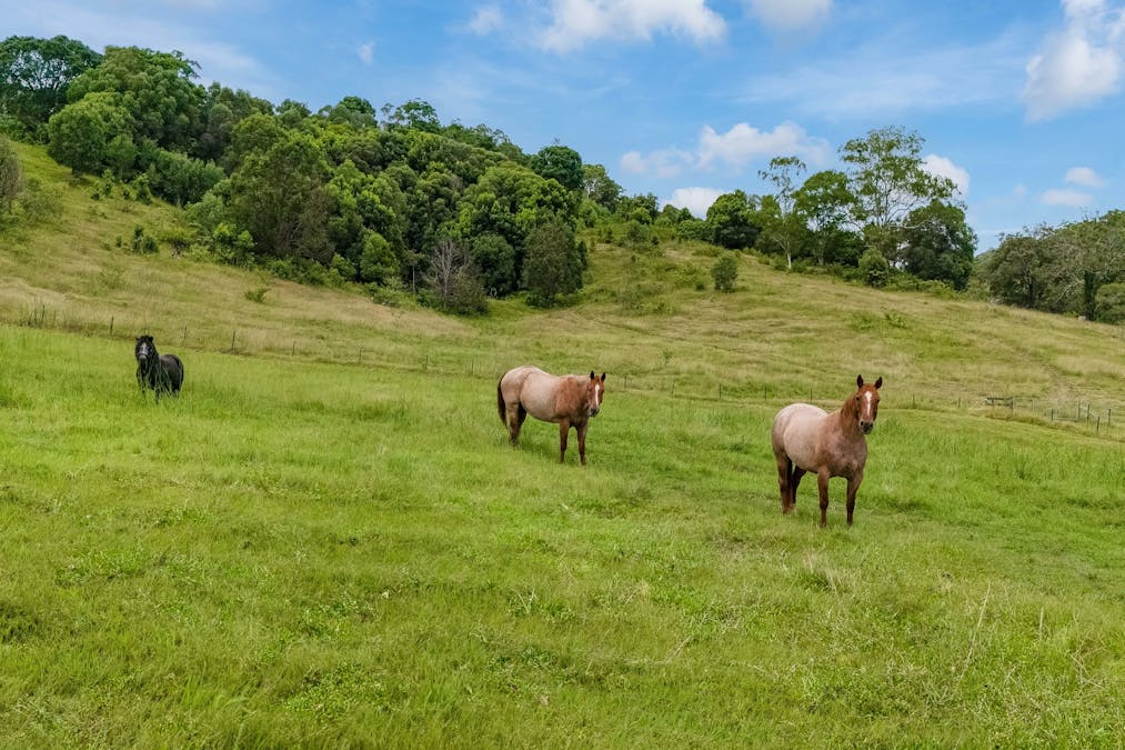 605 Numinbah Road, North Arm, NSW, 2484 - Image 24