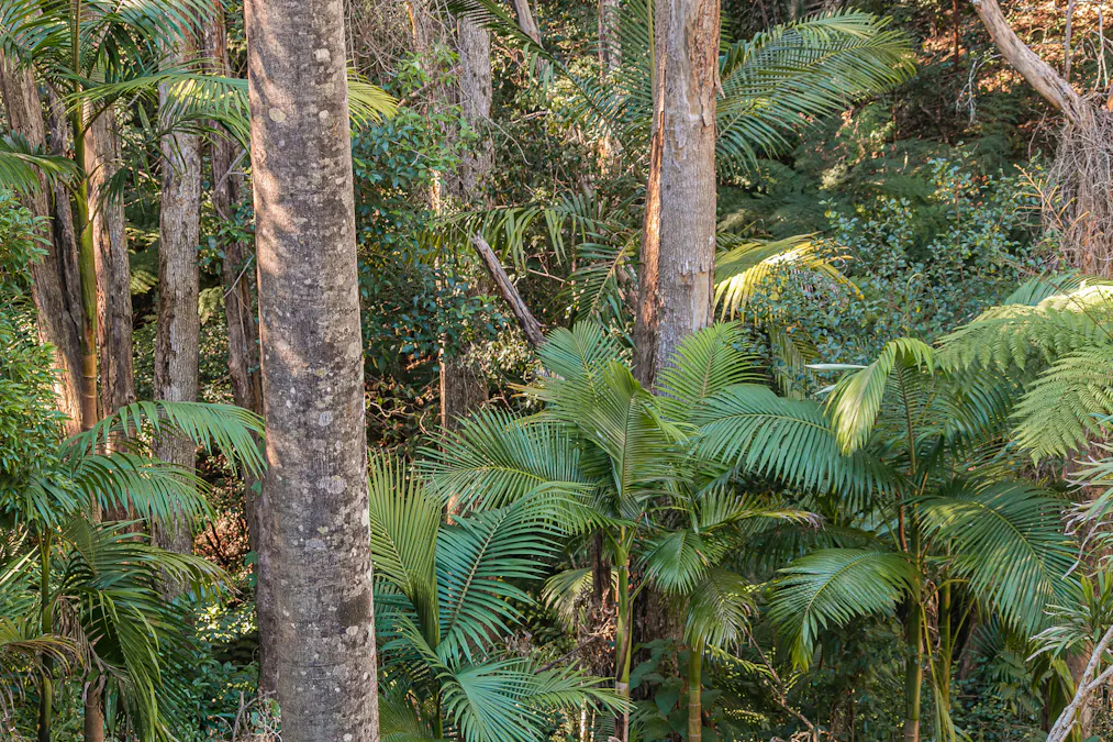 77 Clareville Road, Uki, NSW, 2484 - Image 35