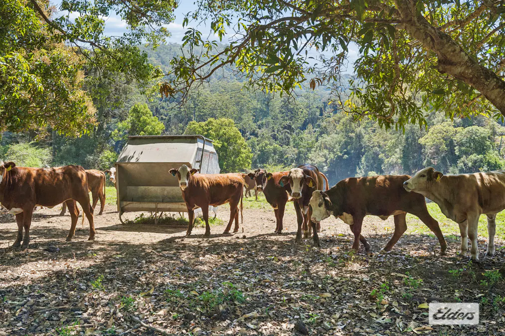 1174 Tyalgum Road, Eungella, NSW, 2484 - Image 22