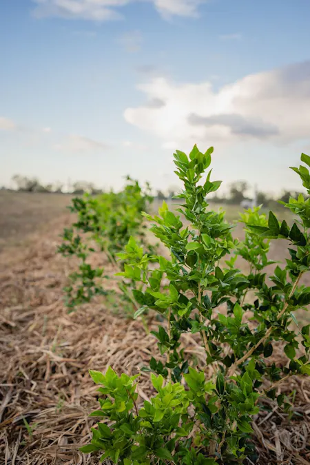 224 Bassett Lane, Roma, QLD, 4455 - Image 11