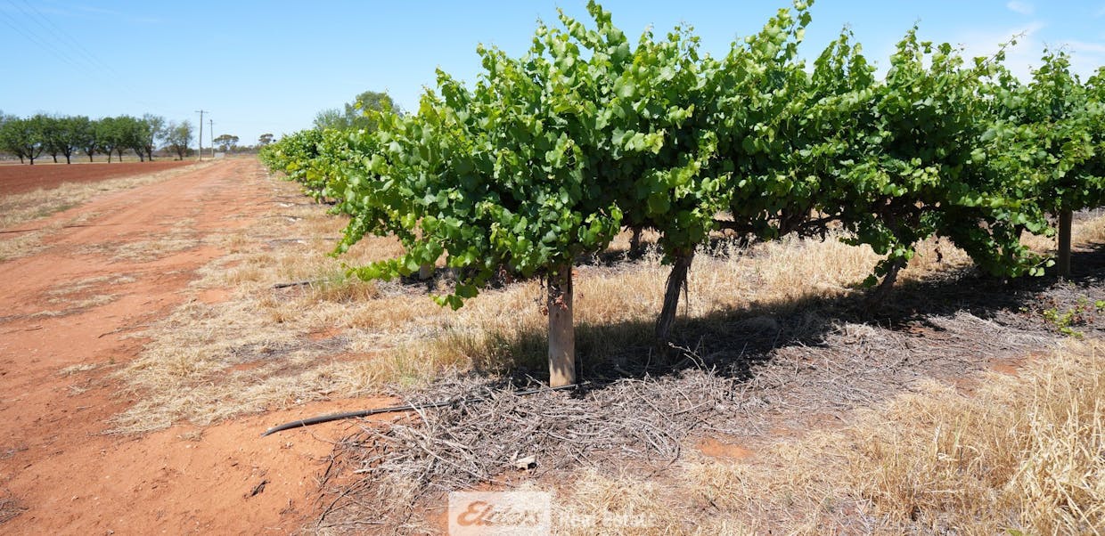 1489 McDonough Road, Yenda, NSW, 2681 - Image 2