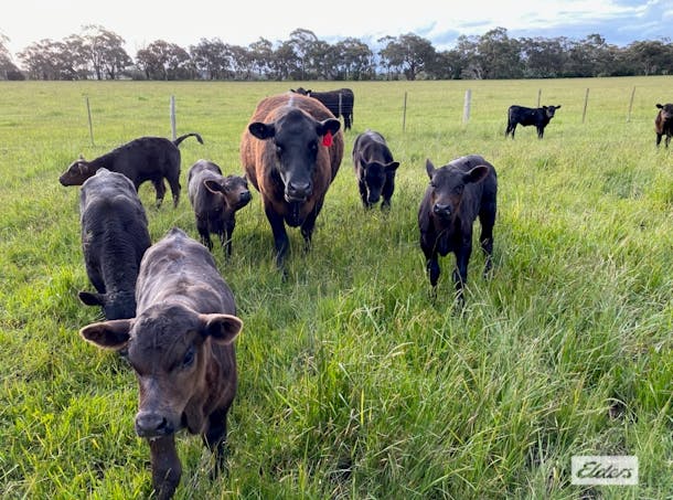 Monument Road , Romsey, VIC, 3434 - Image 1