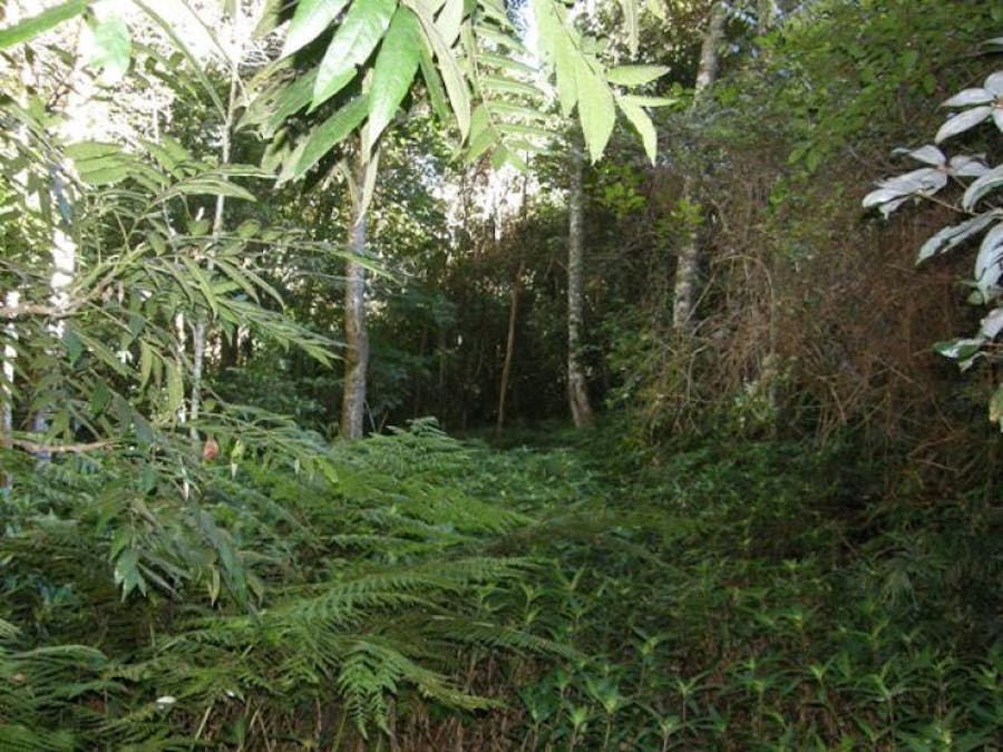 2533 Blacksmith Shop Road, Newton Boyd, NSW, 2370 - Image 11