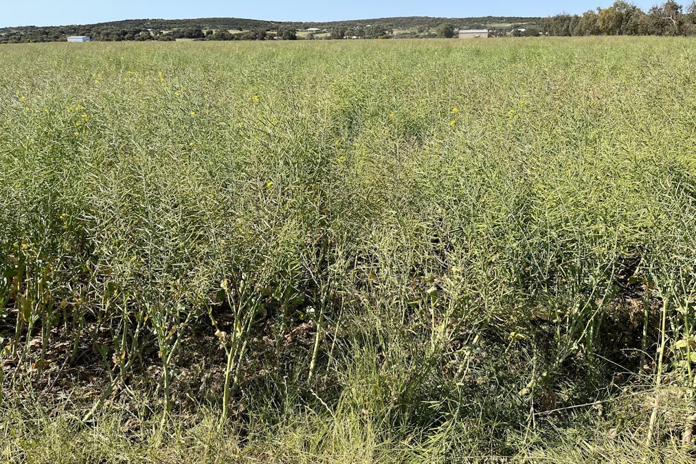 Lot 4 Brand Highway, Greenough, WA, 6532 - Image 10