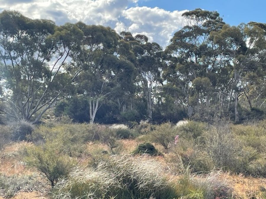 20072/Minchin South Road, Balkuling, WA, 6383 - Image 12