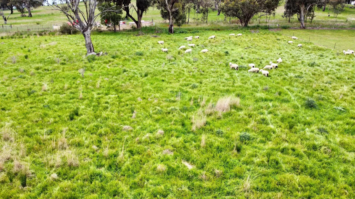 16 Dowling Drive, Murringo, NSW, 2586 - Image 3