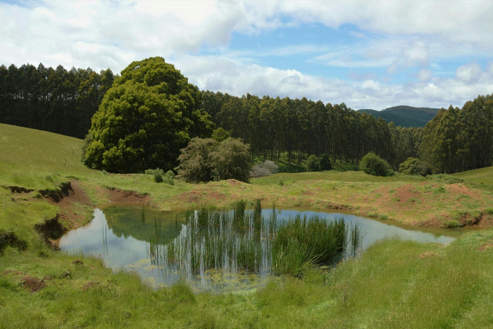 40 Livingston Road, Boolarra South, VIC, 3870 Under Contract Elders