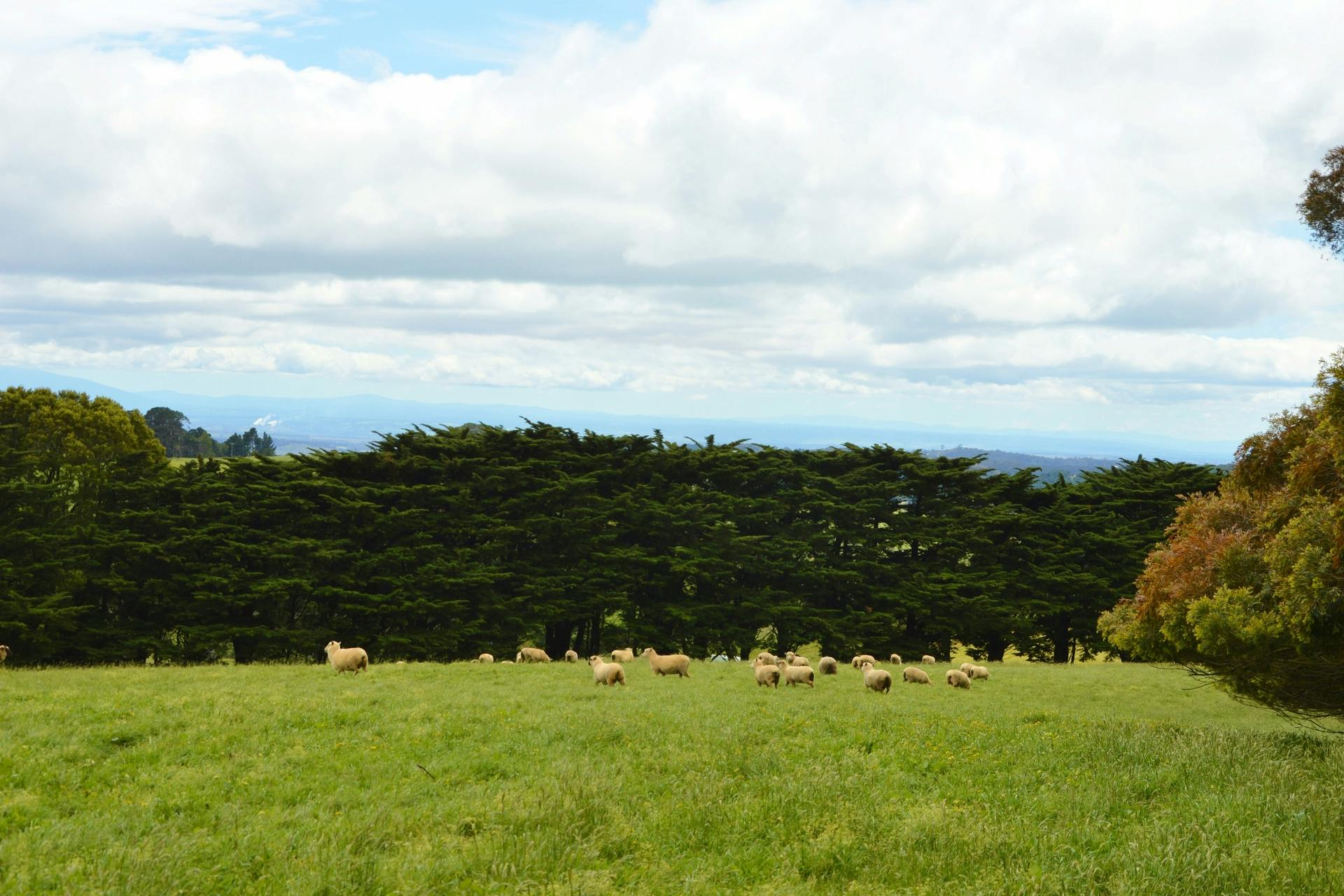 40 Livingston Road, Boolarra South, VIC, 3870 Under Contract Elders