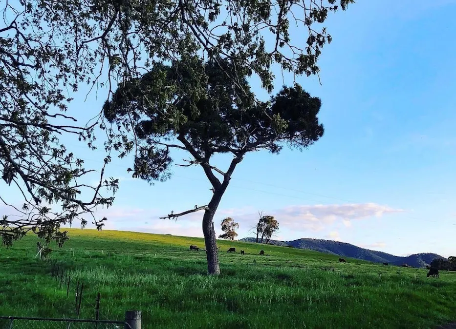 463 Lucyvale Road, Lucyvale, VIC, 3691 - Image 18