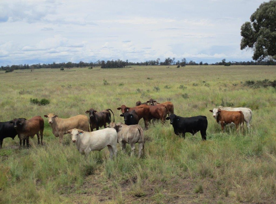 1347 Acres | Cattle Property , Chinchilla, QLD, 4413 - Image 1