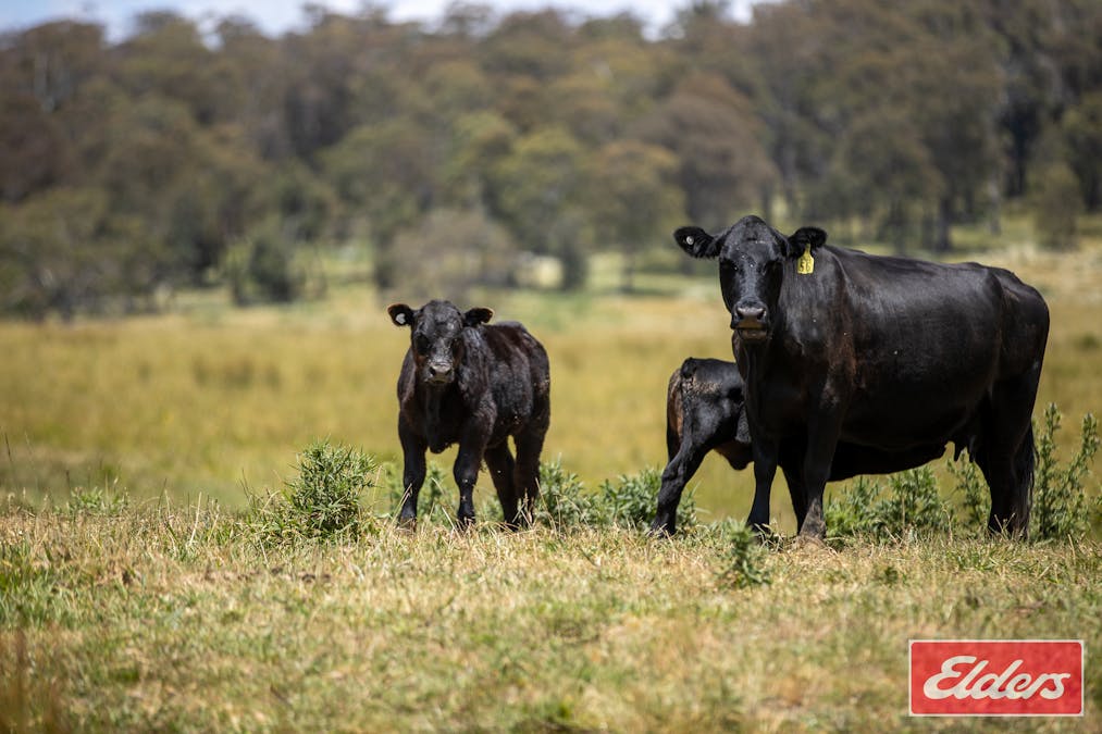 1705 Mount Mitchell Road, Glencoe, NSW, 2365 - Image 6