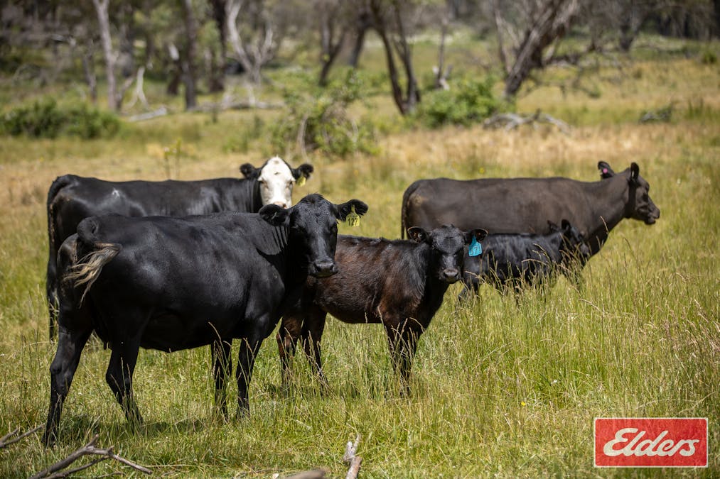 1705 Mount Mitchell Road, Glencoe, NSW, 2365 - Image 7
