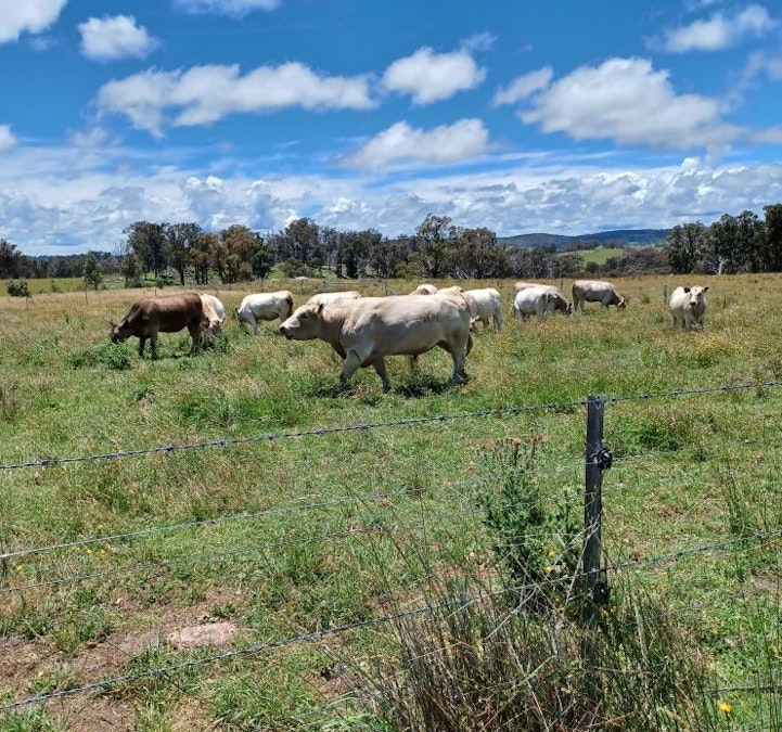 1262 Baldersleigh Road, Guyra, NSW, 2365 - Image 21