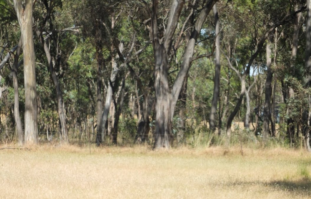 Lot 3, 325 Avoca-Homebush Road, Homebush, VIC, 3465 - Image 5