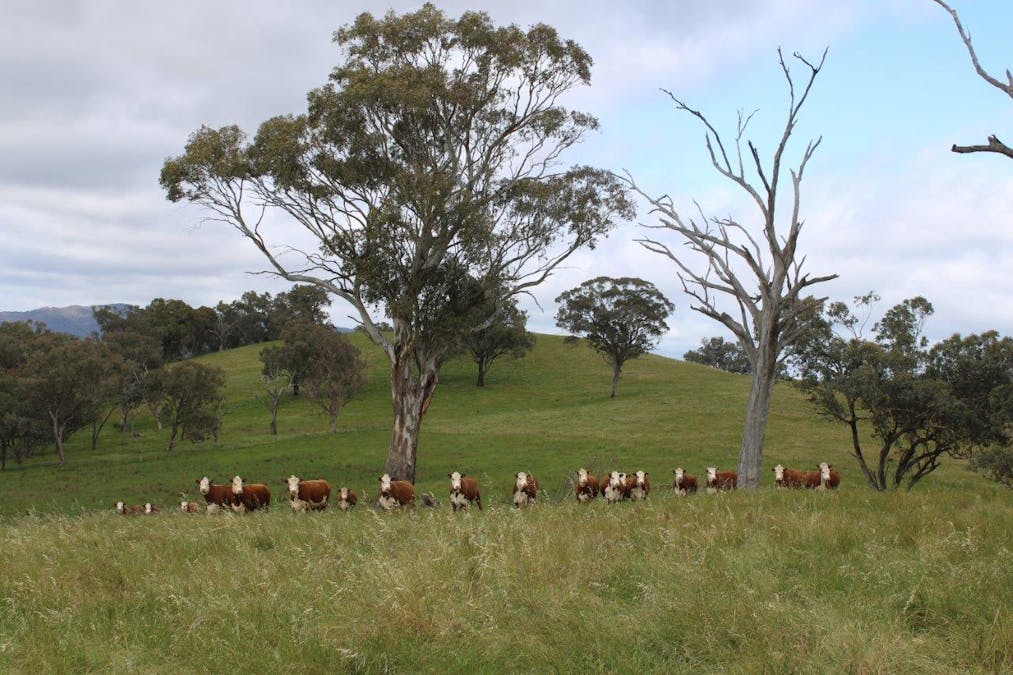403 Bombowlee Creek Road, Tumut, NSW, 2720 - Image 1