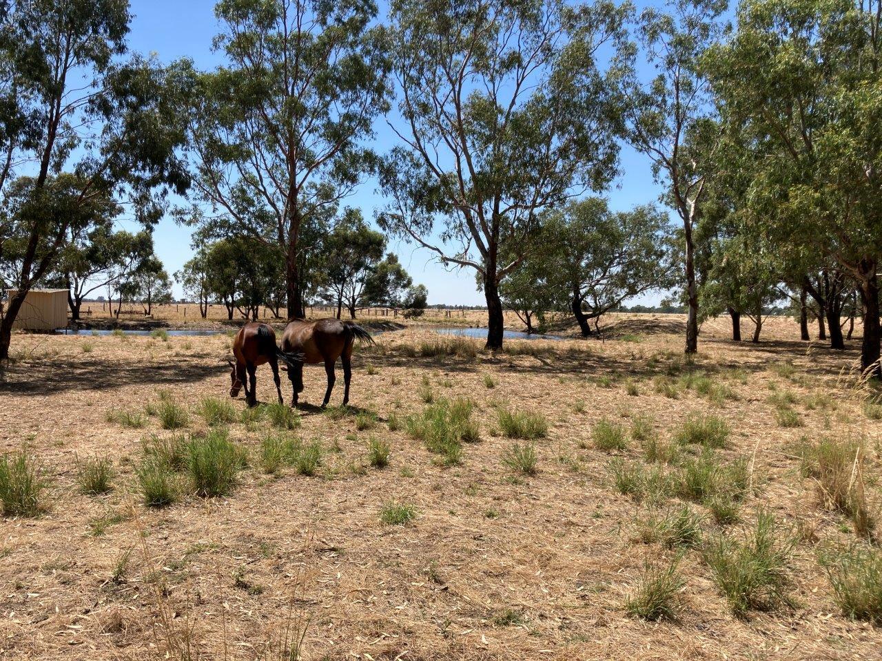 Lot 2 Hattwell Road, Echuca, VIC, 3564 Sold Elders Real Estate