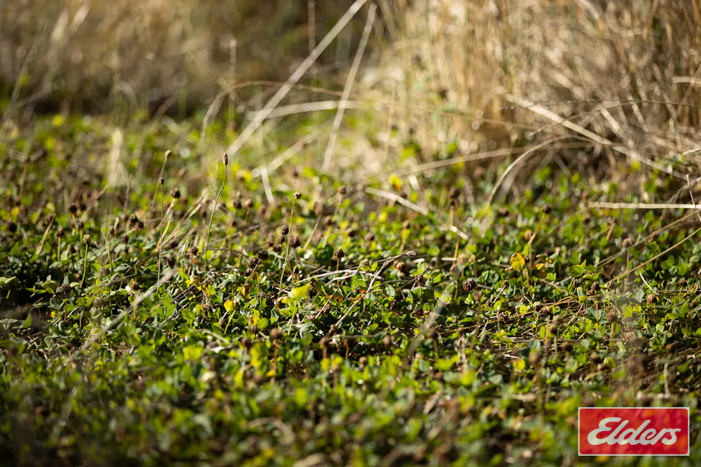 388 Stratton Road, Guyra, NSW, 2365 - Image 11