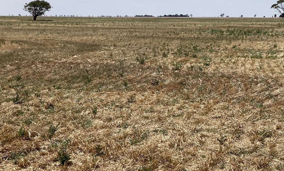 Watchem-Corack Road, Watchem, VIC, 3482 - Image 2