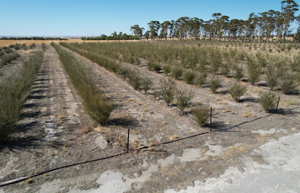 273 Boundary Road, Warding East, WA, 6405 - Image 8