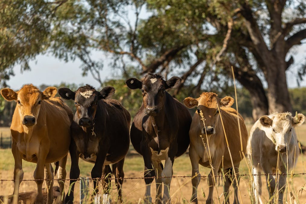 168 Robbins Road, Boralma, VIC, 3682 - Image 15