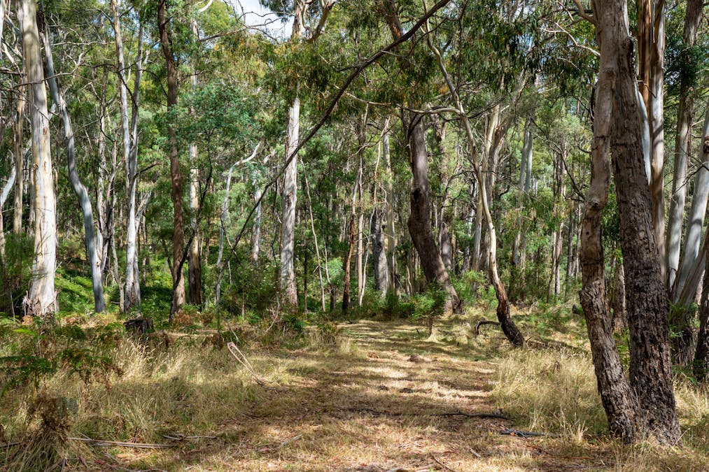 1024 Tames Road, Strathbogie, VIC, 3666 - Image 13