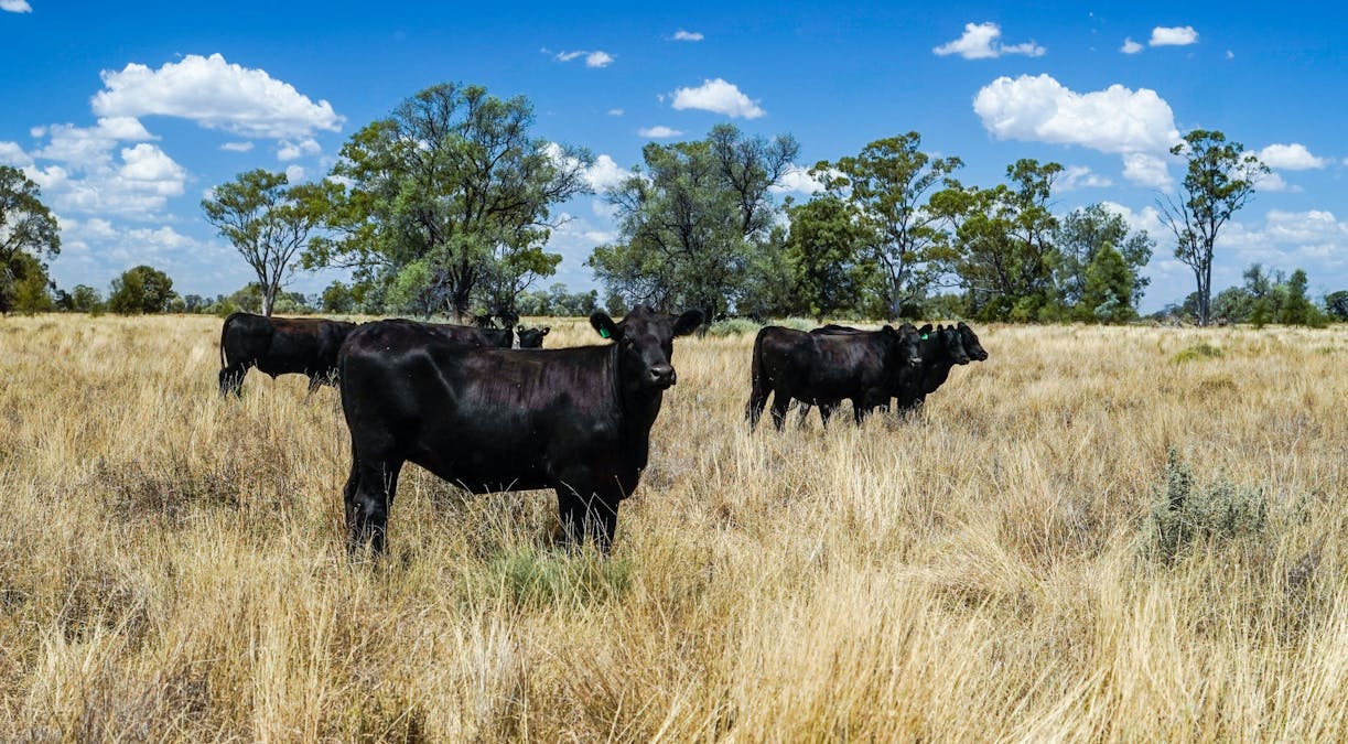 12040 Pilliga Road, Coonamble, NSW, 2829 - Image 3