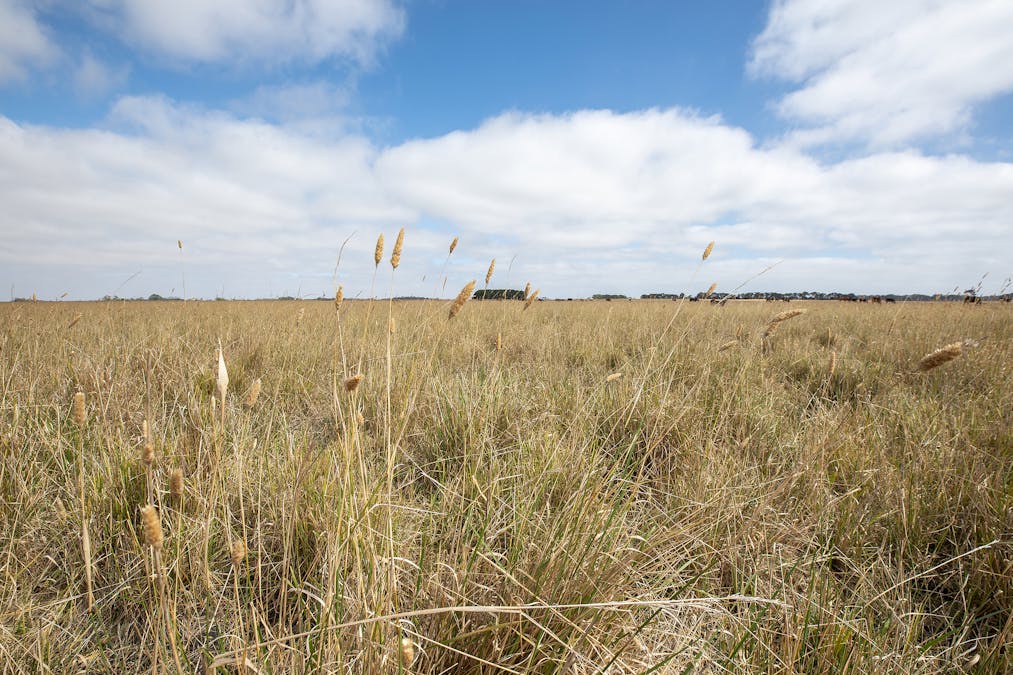 358 Mules Road, Millicent, SA, 5280 - Image 10