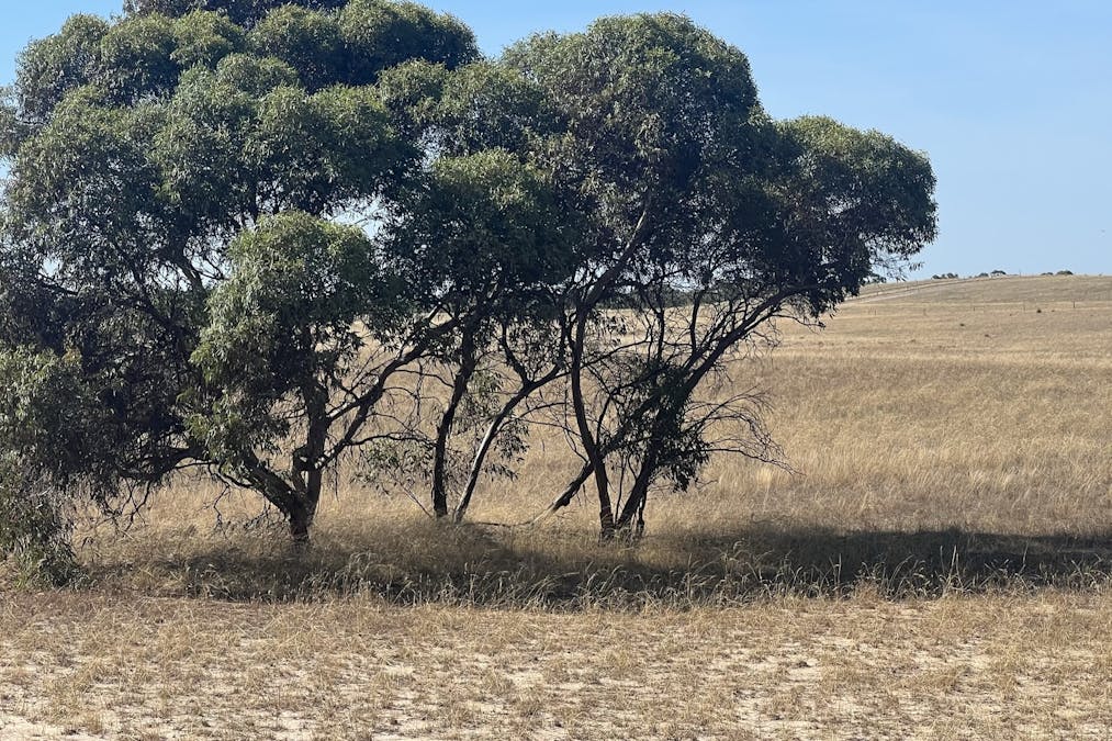 1056 Baan Hill Road, Lameroo, SA, 5302 - Image 4