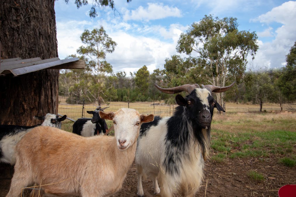 6025 Nerriga Road, Nerriga, NSW, 2622 - Image 20