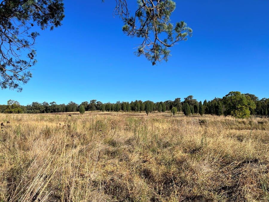 501 Elong Elong Road, Elong Elong, NSW, 2831 - Image 4